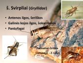 Vabzdžių sistematika sistematika – gamtos pažinimo raktas 16 puslapis