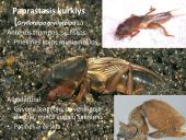 Vabzdžių sistematika sistematika – gamtos pažinimo raktas 17 puslapis