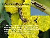 Vabzdžių sistematika sistematika – gamtos pažinimo raktas 18 puslapis