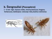 Vabzdžių sistematika sistematika – gamtos pažinimo raktas 19 puslapis