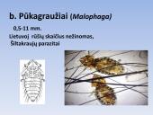 Vabzdžių sistematika sistematika – gamtos pažinimo raktas 20 puslapis