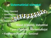 Vabzdžių sistematika sistematika – gamtos pažinimo raktas 3 puslapis