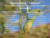 Vabzdžių sistematika sistematika – gamtos pažinimo raktas 4 puslapis