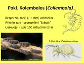 Vabzdžių sistematika sistematika – gamtos pažinimo raktas 5 puslapis