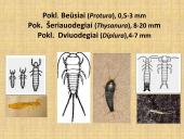 Vabzdžių sistematika sistematika – gamtos pažinimo raktas 6 puslapis