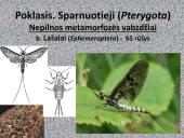 Vabzdžių sistematika sistematika – gamtos pažinimo raktas 7 puslapis