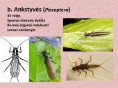 Vabzdžių sistematika sistematika – gamtos pažinimo raktas 8 puslapis