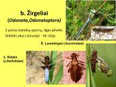 Vabzdžių sistematika sistematika – gamtos pažinimo raktas 9 puslapis