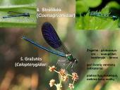 Vabzdžių sistematika sistematika – gamtos pažinimo raktas 10 puslapis