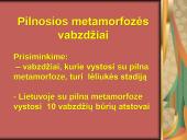 Pilnosios metamorfozės vabzdžiai