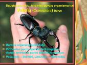 Pilnosios metamorfozės vabzdžiai 2 puslapis