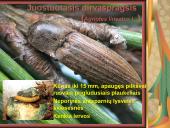 Pilnosios metamorfozės vabzdžiai 11 puslapis