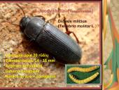 Pilnosios metamorfozės vabzdžiai 12 puslapis