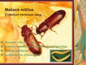 Pilnosios metamorfozės vabzdžiai 13 puslapis