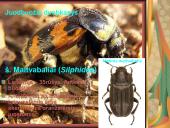 Pilnosios metamorfozės vabzdžiai 14 puslapis