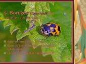 Pilnosios metamorfozės vabzdžiai 15 puslapis