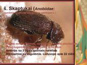 Pilnosios metamorfozės vabzdžiai 16 puslapis