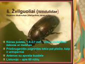 Pilnosios metamorfozės vabzdžiai 17 puslapis