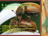 Pilnosios metamorfozės vabzdžiai 18 puslapis