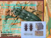 Pilnosios metamorfozės vabzdžiai 19 puslapis