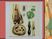 Pilnosios metamorfozės vabzdžiai 20 puslapis