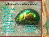 Pilnosios metamorfozės vabzdžiai 3 puslapis