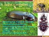 Pilnosios metamorfozės vabzdžiai 4 puslapis