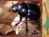 Pilnosios metamorfozės vabzdžiai 5 puslapis