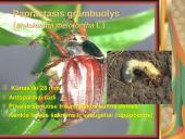 Pilnosios metamorfozės vabzdžiai 6 puslapis