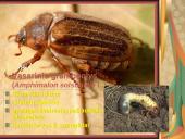 Pilnosios metamorfozės vabzdžiai 7 puslapis