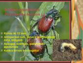 Pilnosios metamorfozės vabzdžiai 8 puslapis