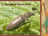 Pilnosios metamorfozės vabzdžiai 9 puslapis