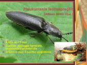 Pilnosios metamorfozės vabzdžiai 10 puslapis