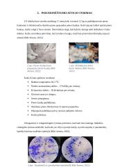 Kalių pseudonėštumas 8 puslapis