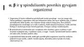 Skaidrės - radioaktyvumas 5 puslapis