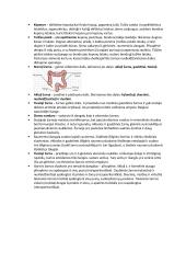 Konspektas - virškinimas 6 puslapis