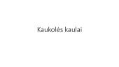 Kaukolės kaulai (skaidrės)