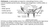 Kaukolės kaulai (skaidrės) 9 puslapis