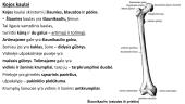 Viršutinių ir apatinių galūnių kaulai 14 puslapis
