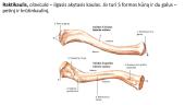 Viršutinių ir apatinių galūnių kaulai 5 puslapis