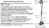 Viršutinių ir apatinių galūnių kaulai 6 puslapis