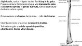 Viršutinių ir apatinių galūnių kaulai 8 puslapis