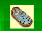 Medžiagų apykaita organizmų ląstelėse 11 puslapis