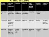 Skaidrės apie kraują 13 puslapis