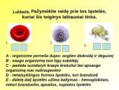Skaidrės apie kraują 17 puslapis