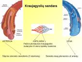 Skaidrės apie kraują 20 puslapis