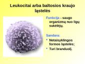 Skaidrės apie kraują 9 puslapis