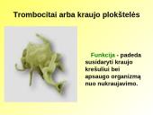 Skaidrės apie kraują 10 puslapis