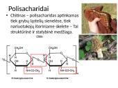 Ląstelės chemija 11 puslapis