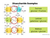 Ląstelės chemija 5 puslapis